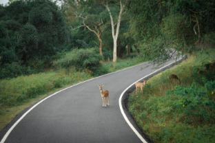 the wild forest masinagudi