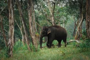 the wild forest masinagudi
