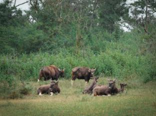 the wild forest masinagudi