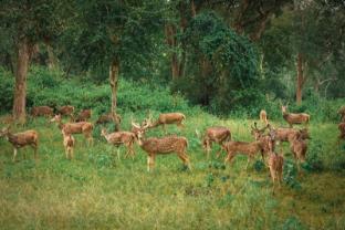 the wild forest masinagudi