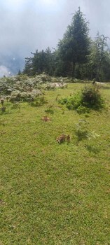 royal parshar lake home stay