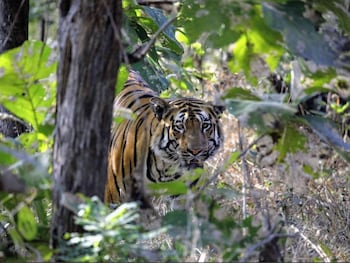 junglee bagicha agro tourism