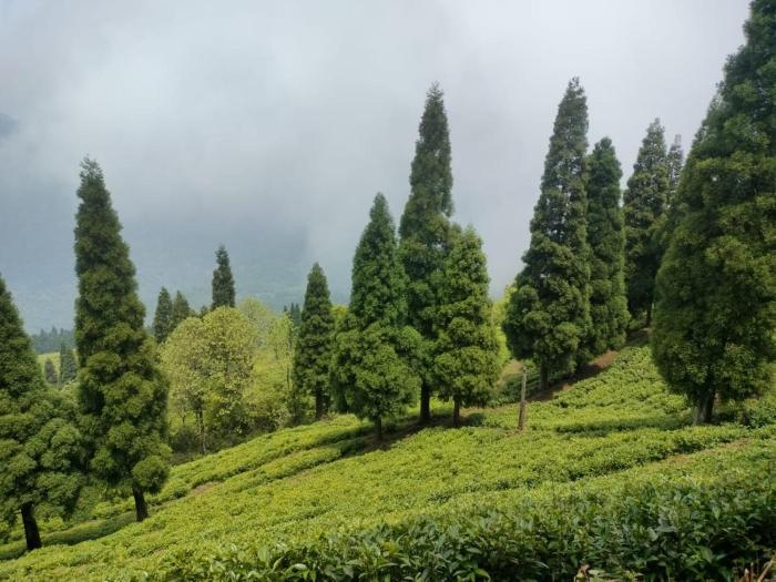 mukhia homestay