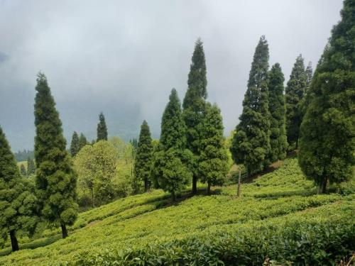 mukhia homestay