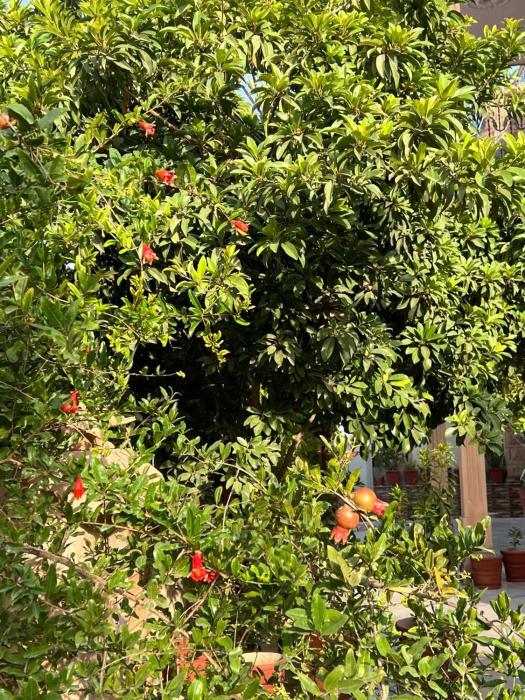 jodhpur