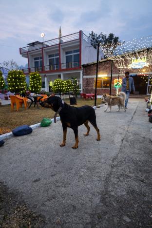 forest nest farm stay