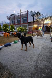 forest nest farm stay