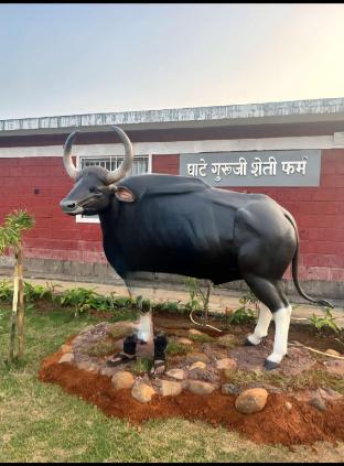 bison farm stay