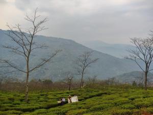 mountainbrew homestay