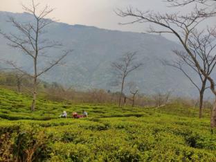 mountainbrew homestay