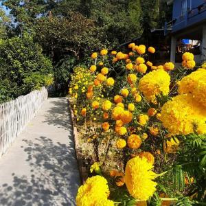 mountainbrew homestay