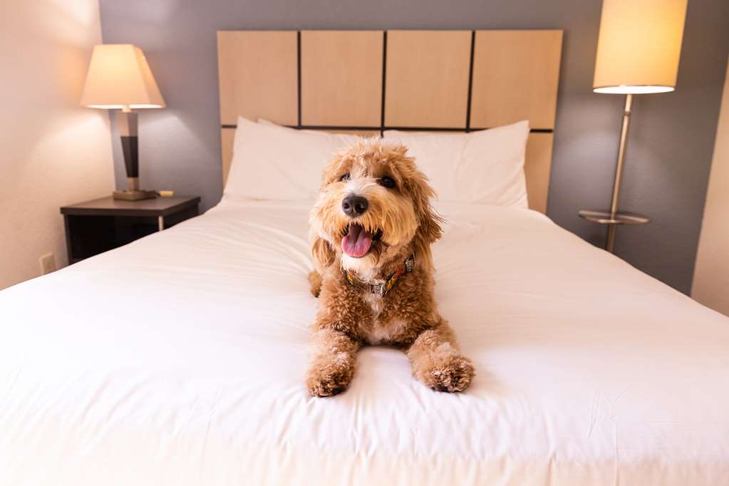 sonesta simply suites phoenix tempe