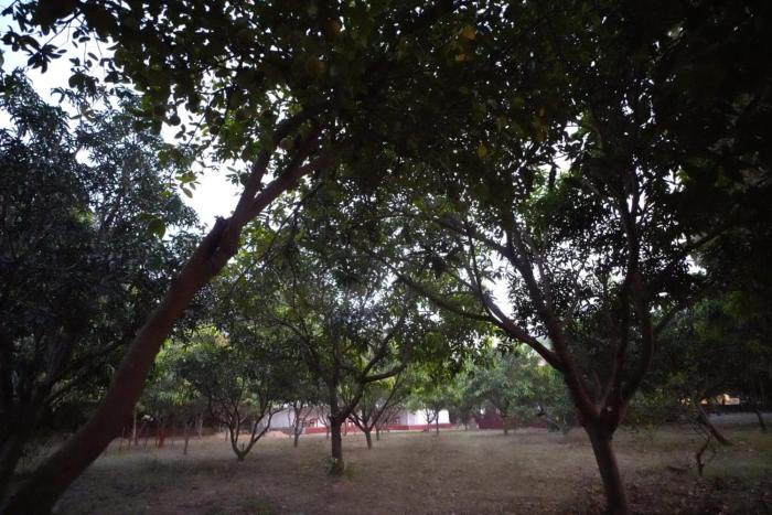 mango farm