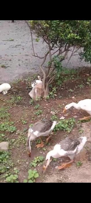 mango farm