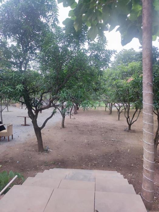 mango farm