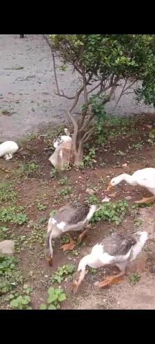 mango farm