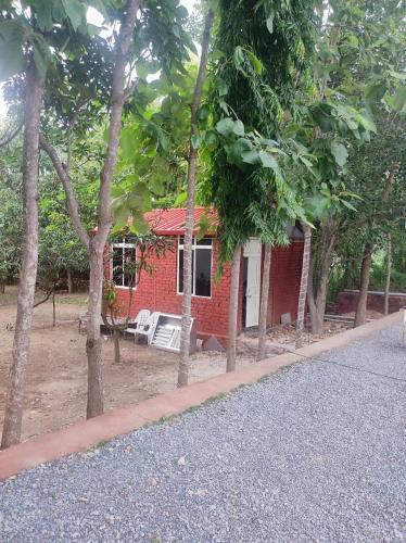 mango farm