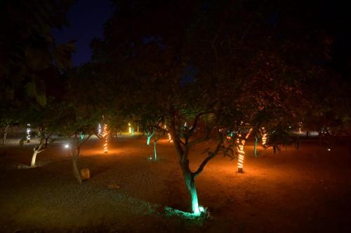 mango farm