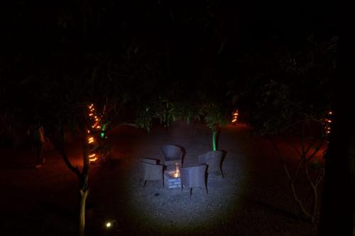 mango farm
