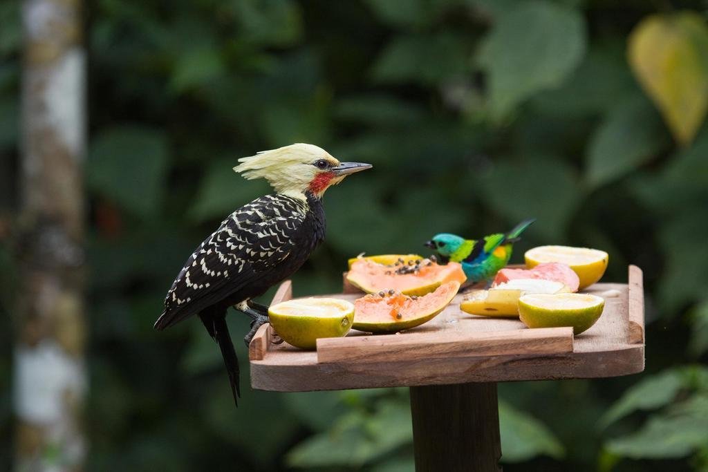 itamambuca eco resort