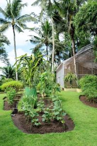 viceroy bali