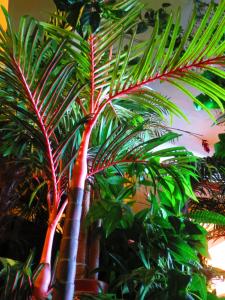stella resort hostel