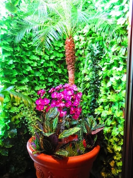 stella resort hostel