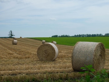 the squirrels guesthouse canterbury