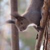 the squirrels guesthouse canterbury