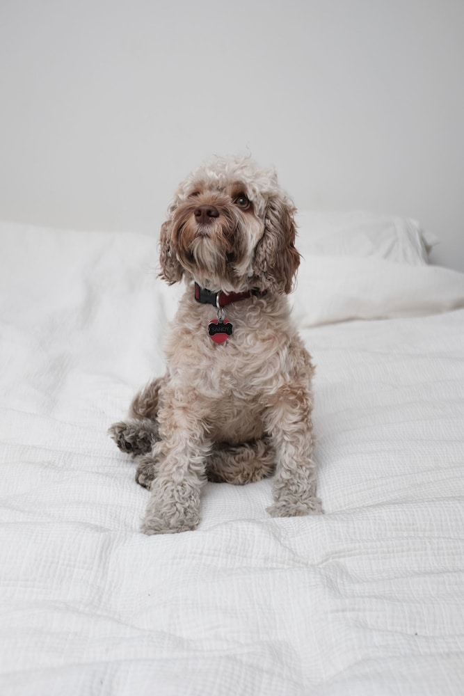 Buccaneer Motel Pet Friendly,Gosford>>Central Coast,4 star