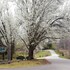 dahlonega