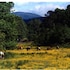 dahlonega