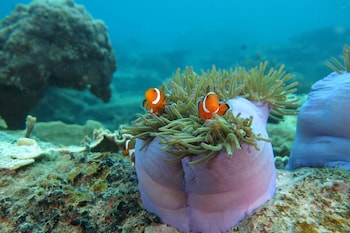 bubu long beach resort