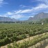 vrede en lust wine estate