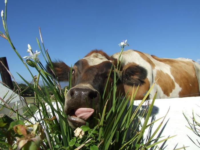 under oaks guesthouse