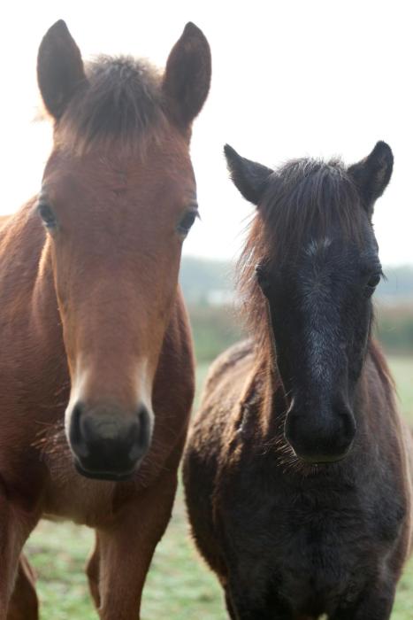 under oaks guesthouse
