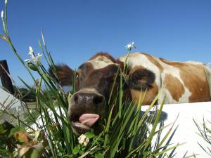 under oaks guesthouse