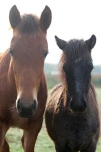 under oaks guesthouse