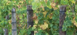 under oaks guesthouse