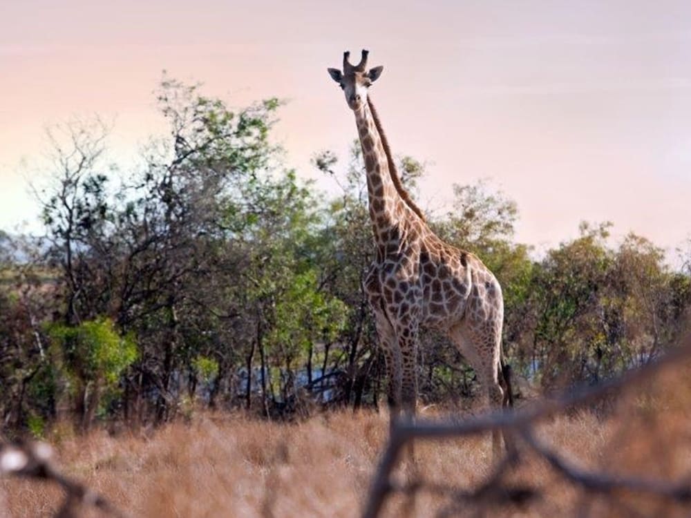 wild clover cottages