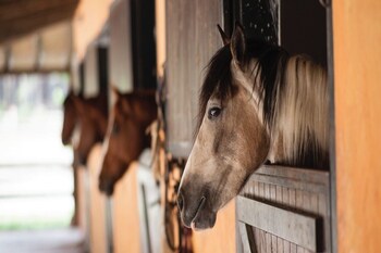 wild clover cottages