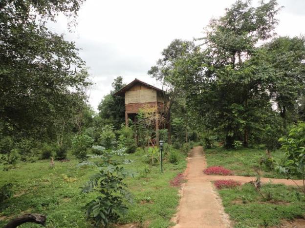 inn on the tree eco resort sigiriya