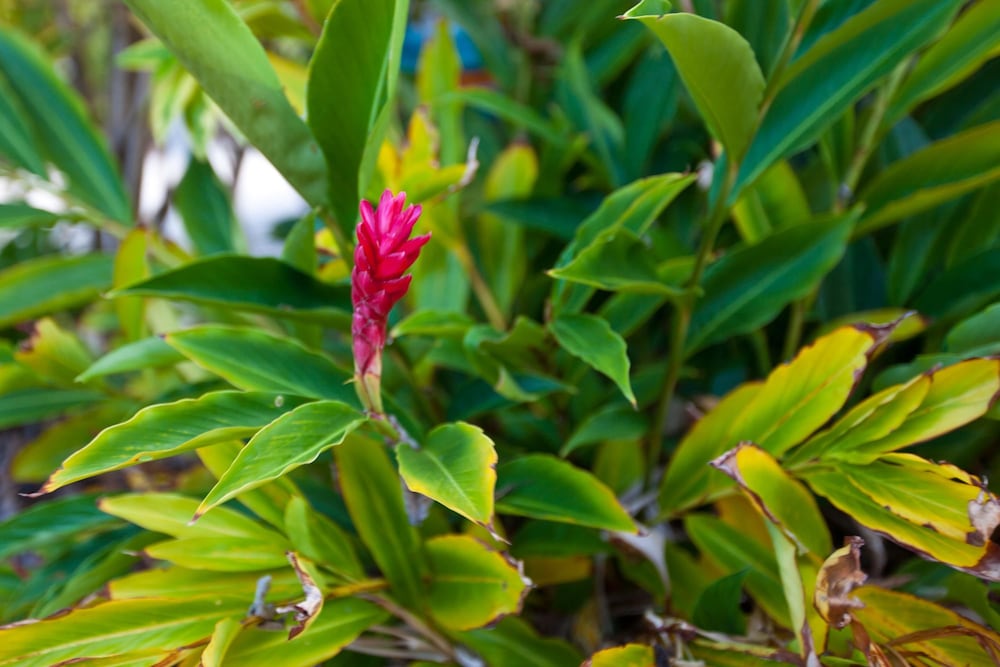 trinity beach pacific