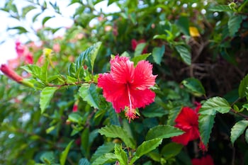 trinity beach pacific