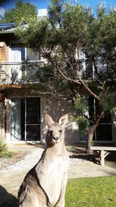 yha grampians eco halls gap