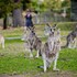 yha grampians eco halls gap