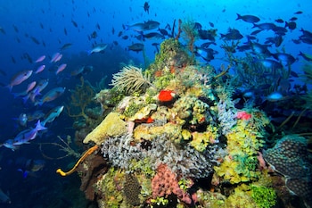 roatan