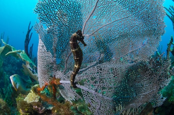 roatan