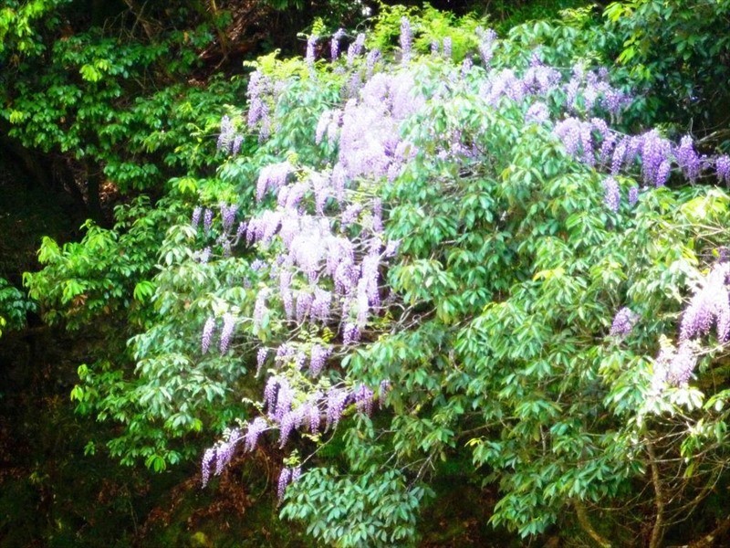 kyoto takao kanko hotel
