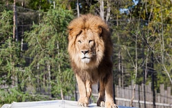 dyreparken safarihotell